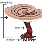 Uống cao hồng sâm, nước sâm Hàn Quốc có tốt không?