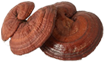 Sâm yến thịnh phát