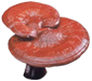 Sâm yến thịnh phát