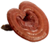 Sâm yến thịnh phát