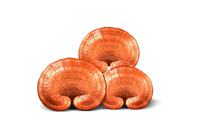 Sâm yến thịnh phát