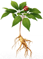 Sâm yến thịnh phát